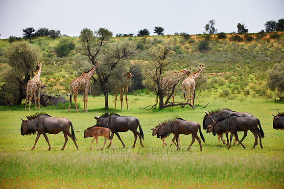herd of blue wildebeest
