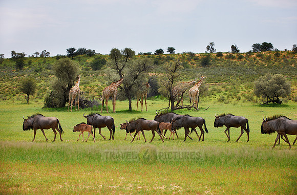herd of blue wildebeest