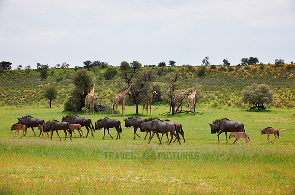 herd of blue wildebeest