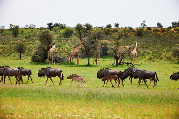 herd of blue wildebeest