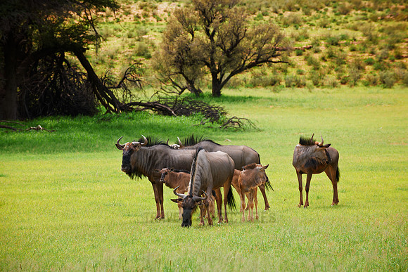 herd of blue wildebeest