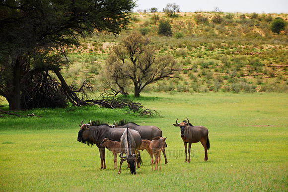 herd of blue wildebeest