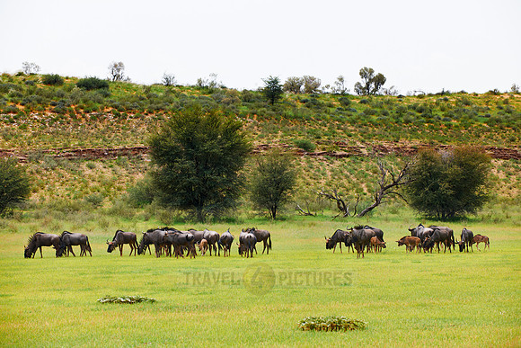 herd of blue wildebeest