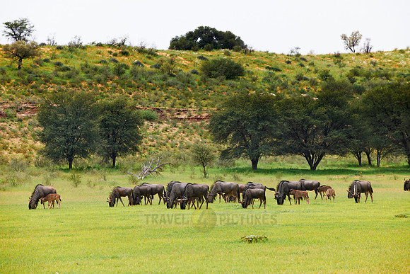 herd of blue wildebeest