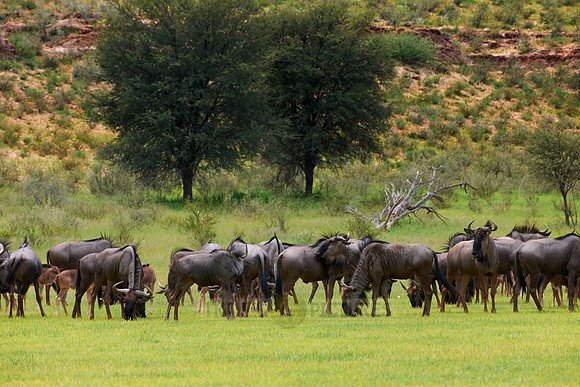 herd of blue wildebeest