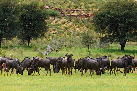 herd of blue wildebeest