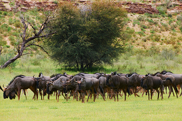 herd of blue wildebeest