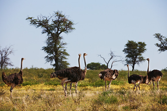 group of Ostrich