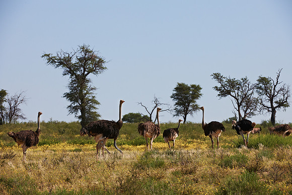 group of Ostrich