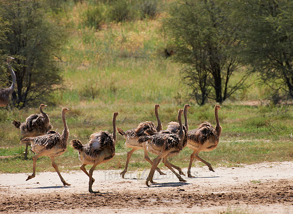 big group of young Ostrichs
