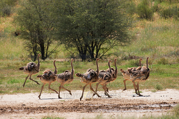 big group of young Ostrichs