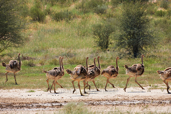 big group of young Ostrichs