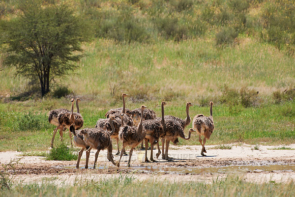 big group of young Ostrichs