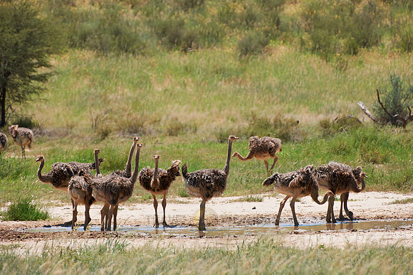 big group of young Ostrichs