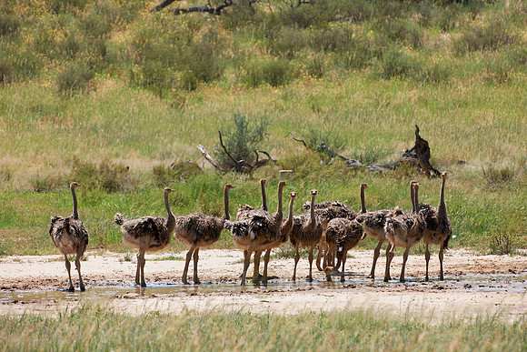 big group of young Ostrichs