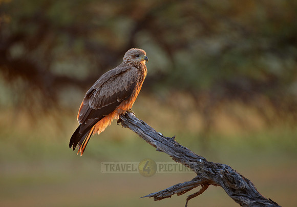 steppe buzzard (Buteo vulpinus)