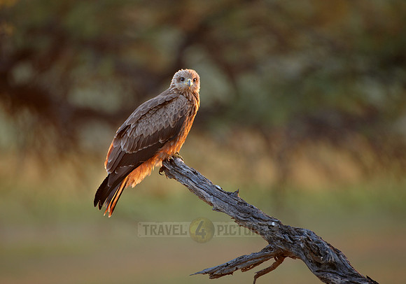 steppe buzzard (Buteo vulpinus)