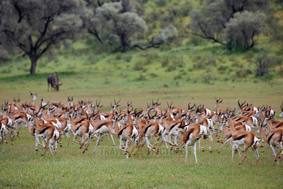 big herd of Springbok