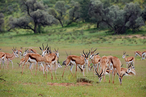 big herd of Springbok