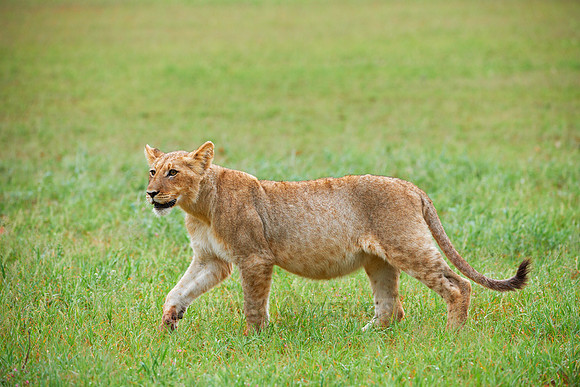 lion cub