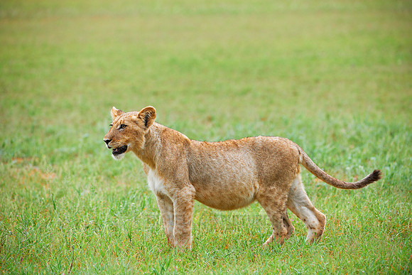 lion cub