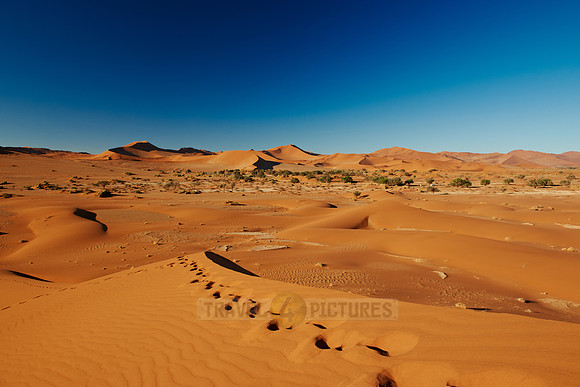 dunes in desert landscape of Namib