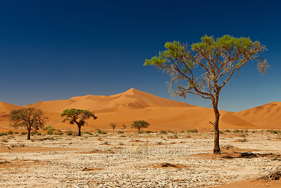 tree in desert landscape of Namib at Sossusvlei