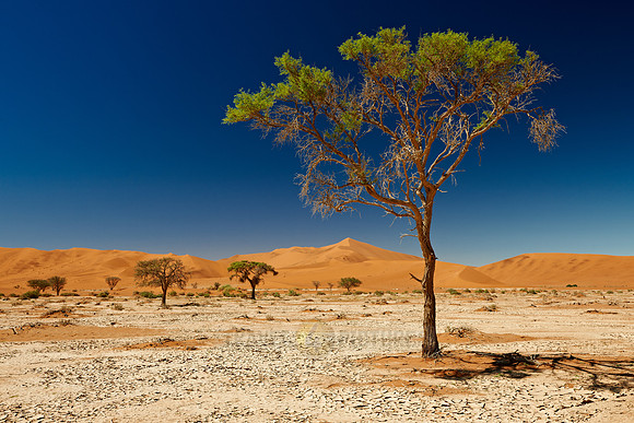 tree in desert landscape of Namib at Sossusvlei