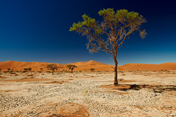 tree in desert landscape of Namib at Sossusvlei