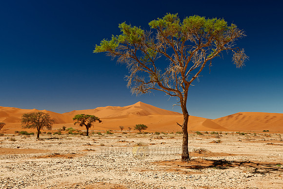 tree in desert landscape of Namib at Sossusvlei