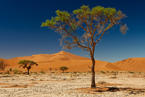 tree in desert landscape of Namib at Sossusvlei