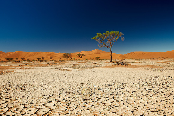 tree in desert landscape of Namib at Sossusvlei