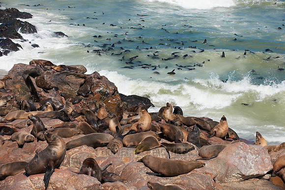 Brown fur seal, Cape Cross