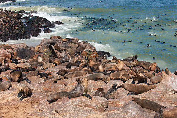 Brown fur seal, Cape Cross