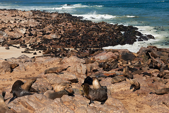 Brown fur seal, Cape Cross