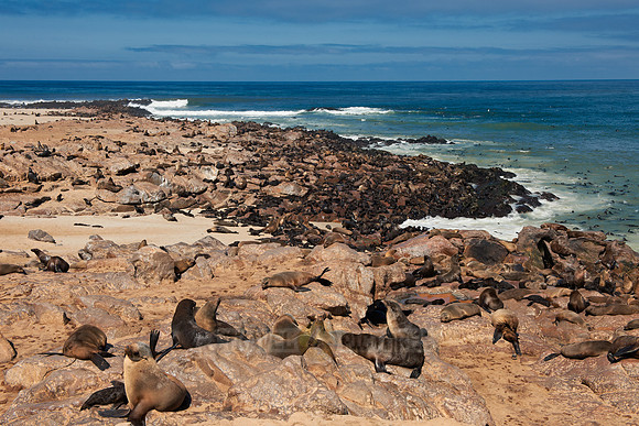 Brown fur seal, Cape Cross