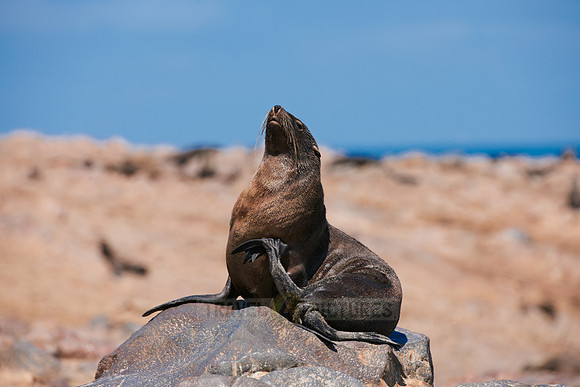 Brown fur seal, Cape Cross