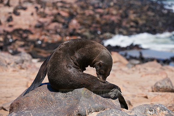Brown fur seal, Cape Cross