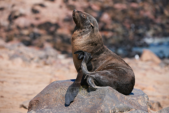 Brown fur seal, Cape Cross
