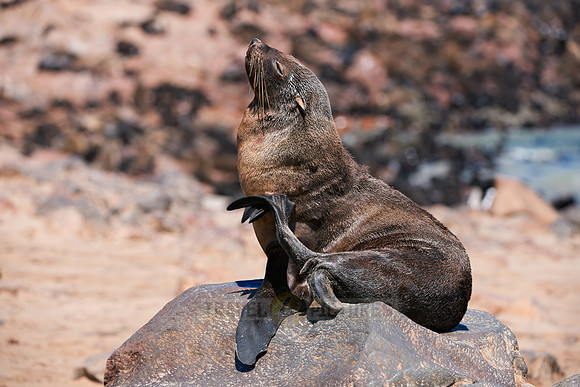 Brown fur seal, Cape Cross