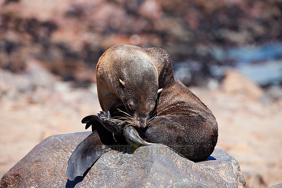 Brown fur seal, Cape Cross