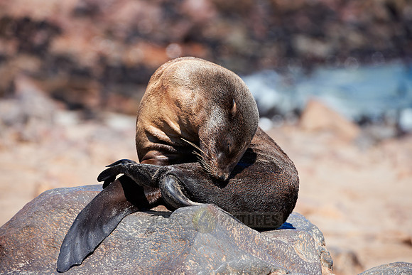 Brown fur seal, Cape Cross