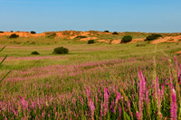 purple flowers in Kalahari landscape