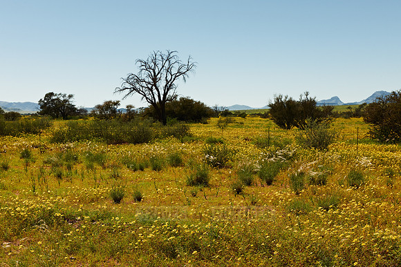 landscape with sea of yellow blossoms