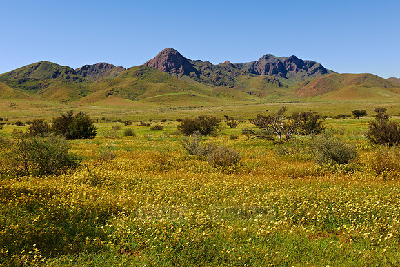 landscape with sea of yellow blossoms and mountain