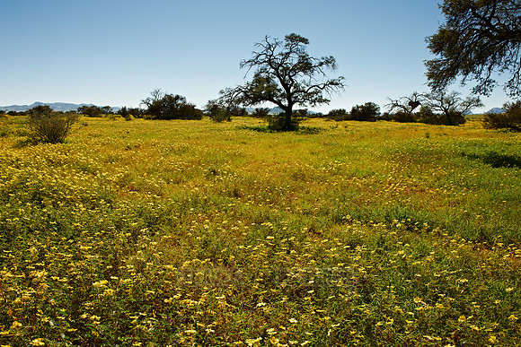 landscape with sea of yellow blossoms