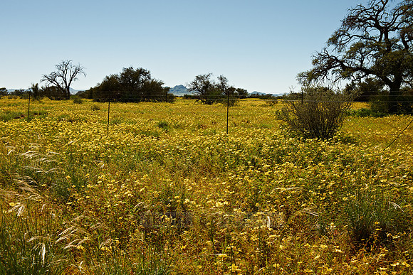 landscape with sea of yellow blossoms