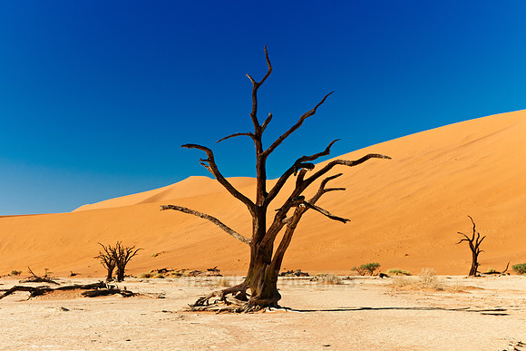 Deadvlei, famous desert landscape of Namib