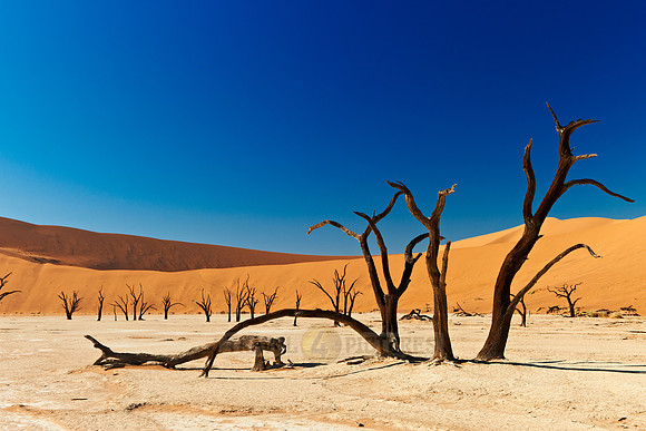 Deadvlei, famous desert landscape of Namib