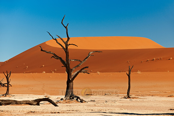 Deadvlei, famous desert landscape of Namib